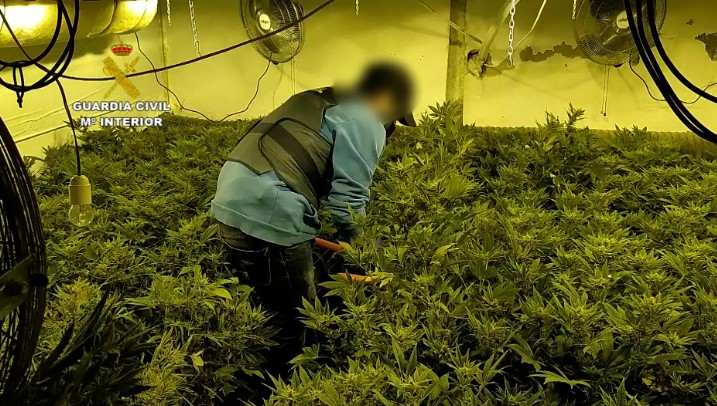 Cultivo de cannabis