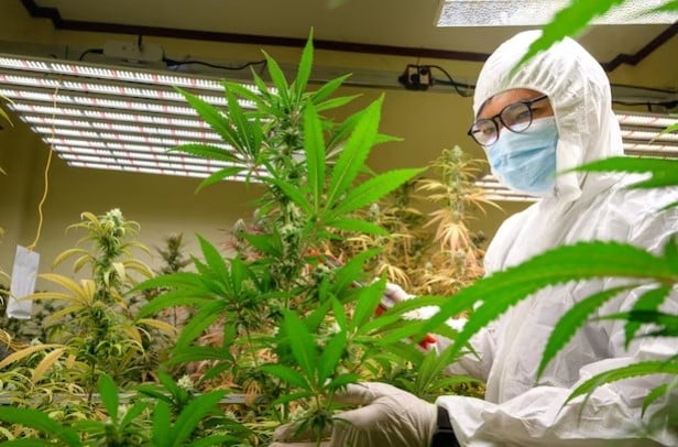 Protección de derechos para cultivadores de cáñamo