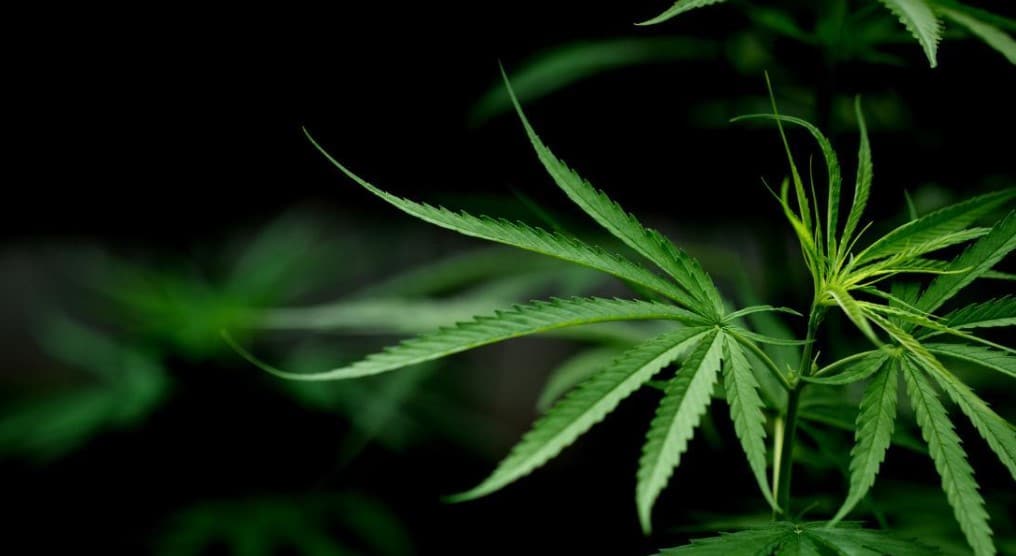 Cultivo de cáñamo