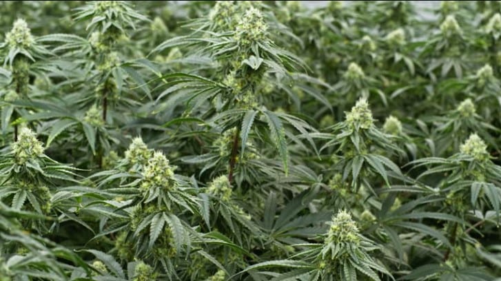 Licencias de cultivo